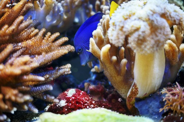 What's the Ideal Setup for a Planted Aquarium with Betta Fish and Shrimp?